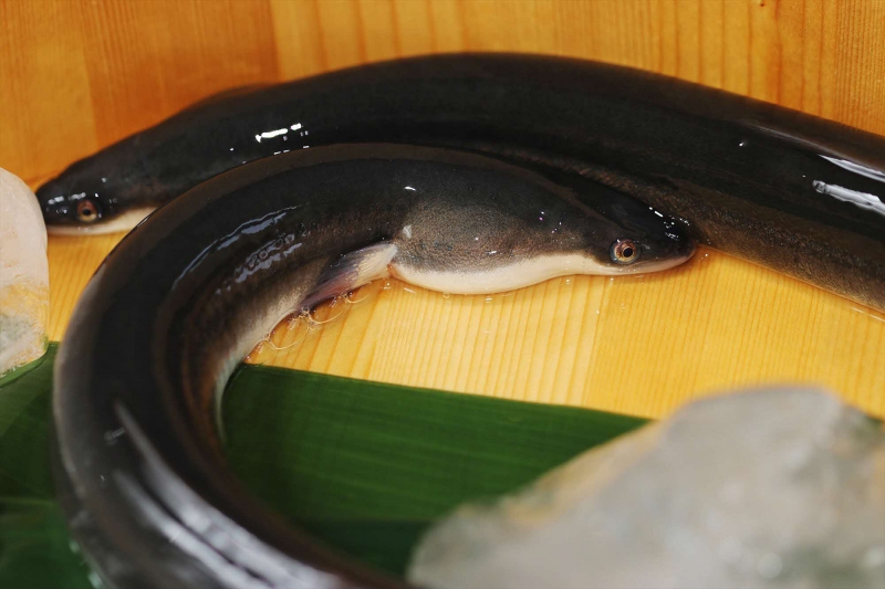 Å·ÁðÍõ¤¦¤Ê¤®