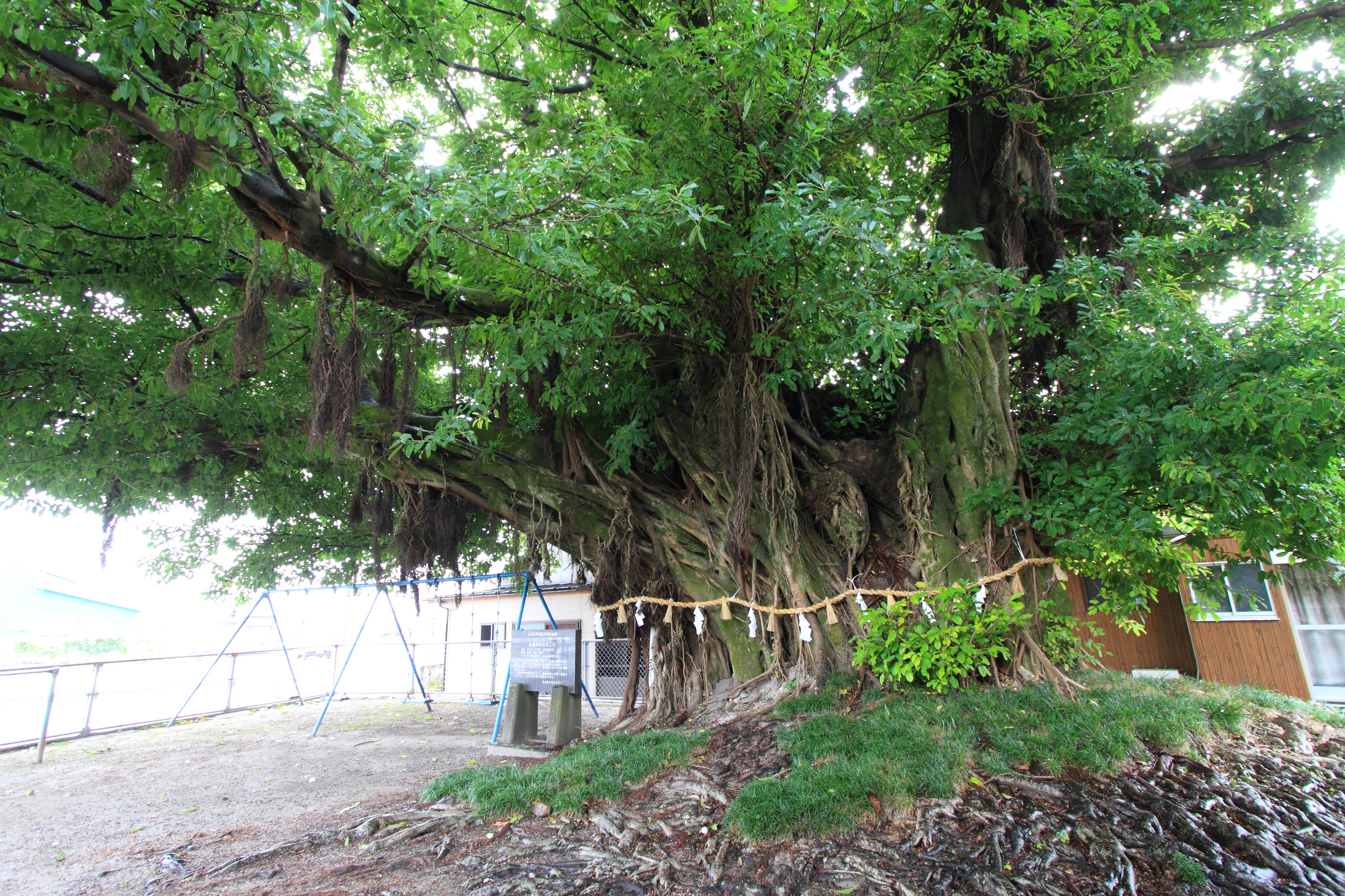「永目神社のアコウの木【県指定文化財・天然記念物】」に関する1番目の画像です