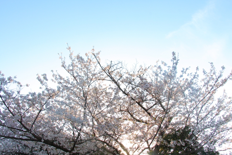千巌山の桜