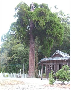 「今泉諏訪神社の大杉（いまいずみすわじんじゃのおおすぎ）」に関する画像です