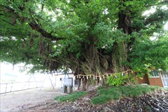 「永目神社のアコウの木【県指定文化財・天然記念物】」に関する画像です